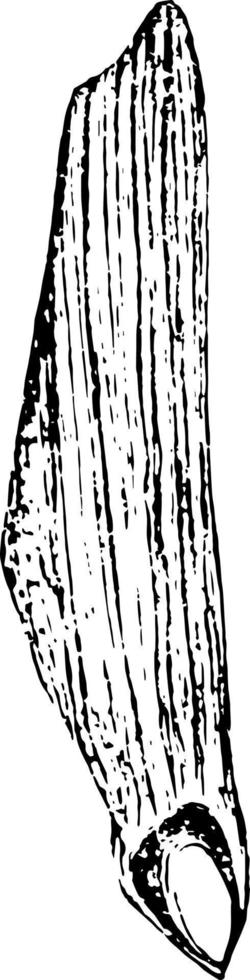 pino cubano pinus cubensis griseb.. de dos a tercios del tamaño natural. alas de semillas vista dorsal ilustración vintage. vector