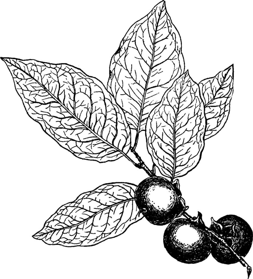 Persimmon vintage illustration. vector
