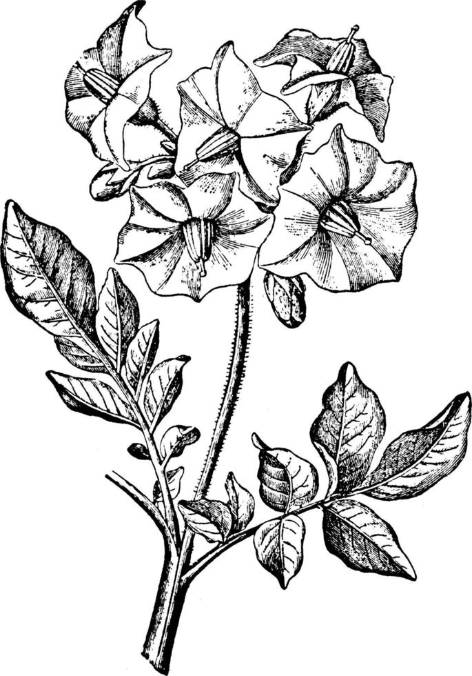 inflorescencia de la ilustración vintage de la planta de patata. vector