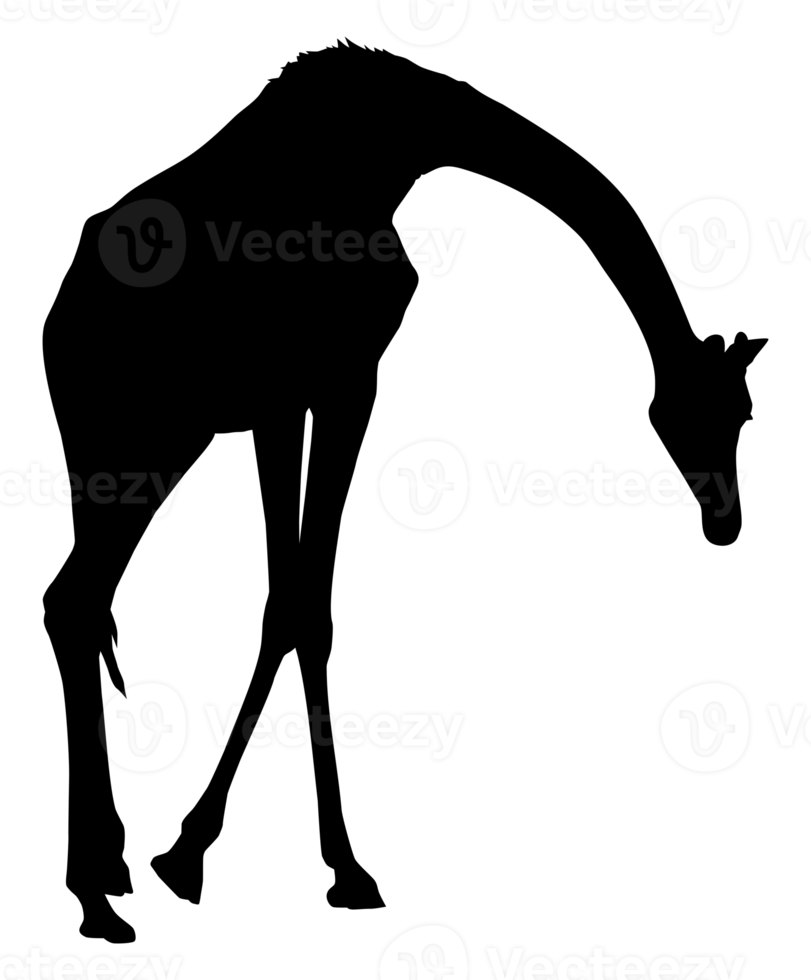 giraff silhuett för logotyp, konst illustration, piktogram, hemsida eller grafisk design element. formatera png