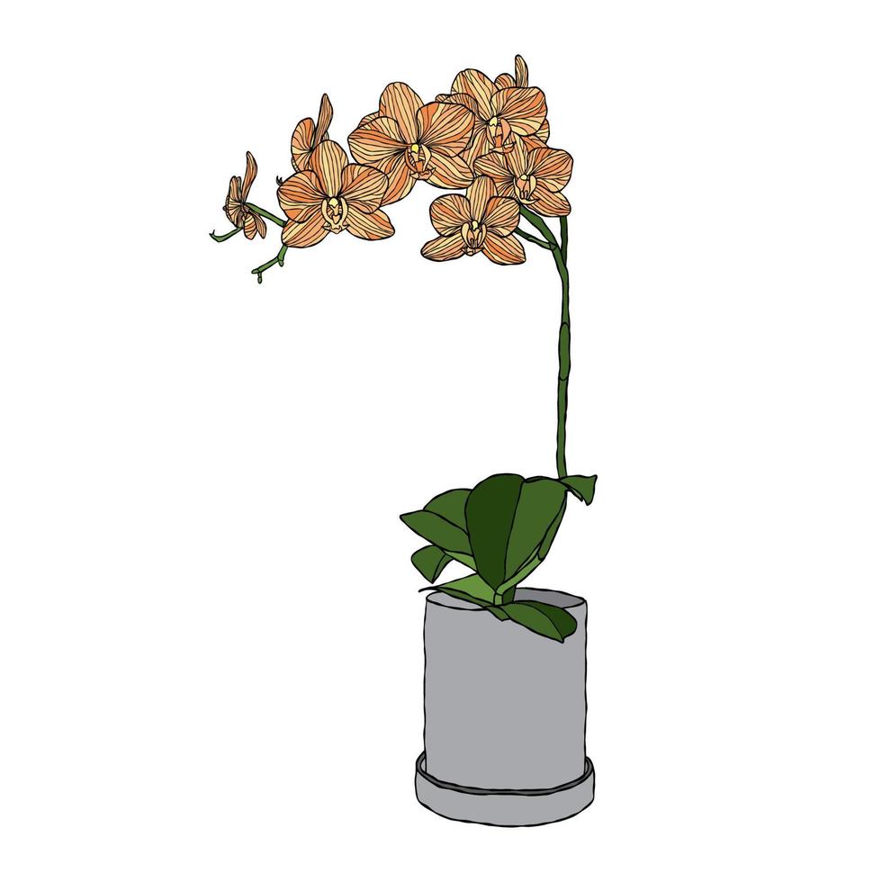 Ilustración de vector de flor de orquídea con estilo de dibujo a mano