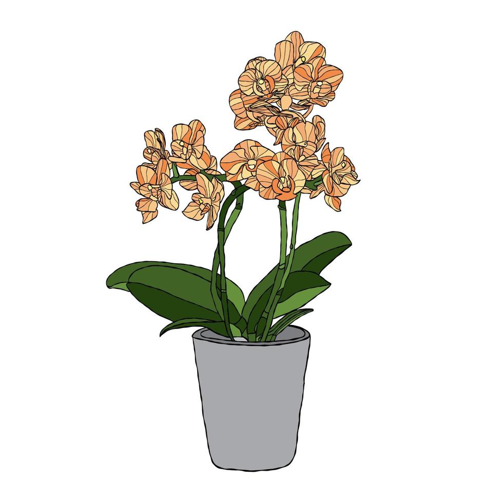 Ilustración de vector de flor de orquídea con estilo de dibujo a mano