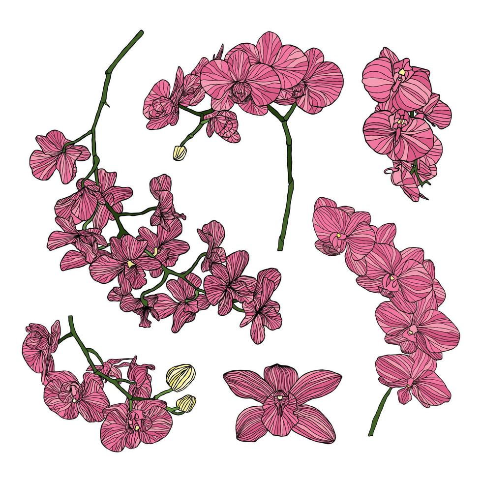 Ilustración de vector de flor de orquídea con estilo de dibujo a mano
