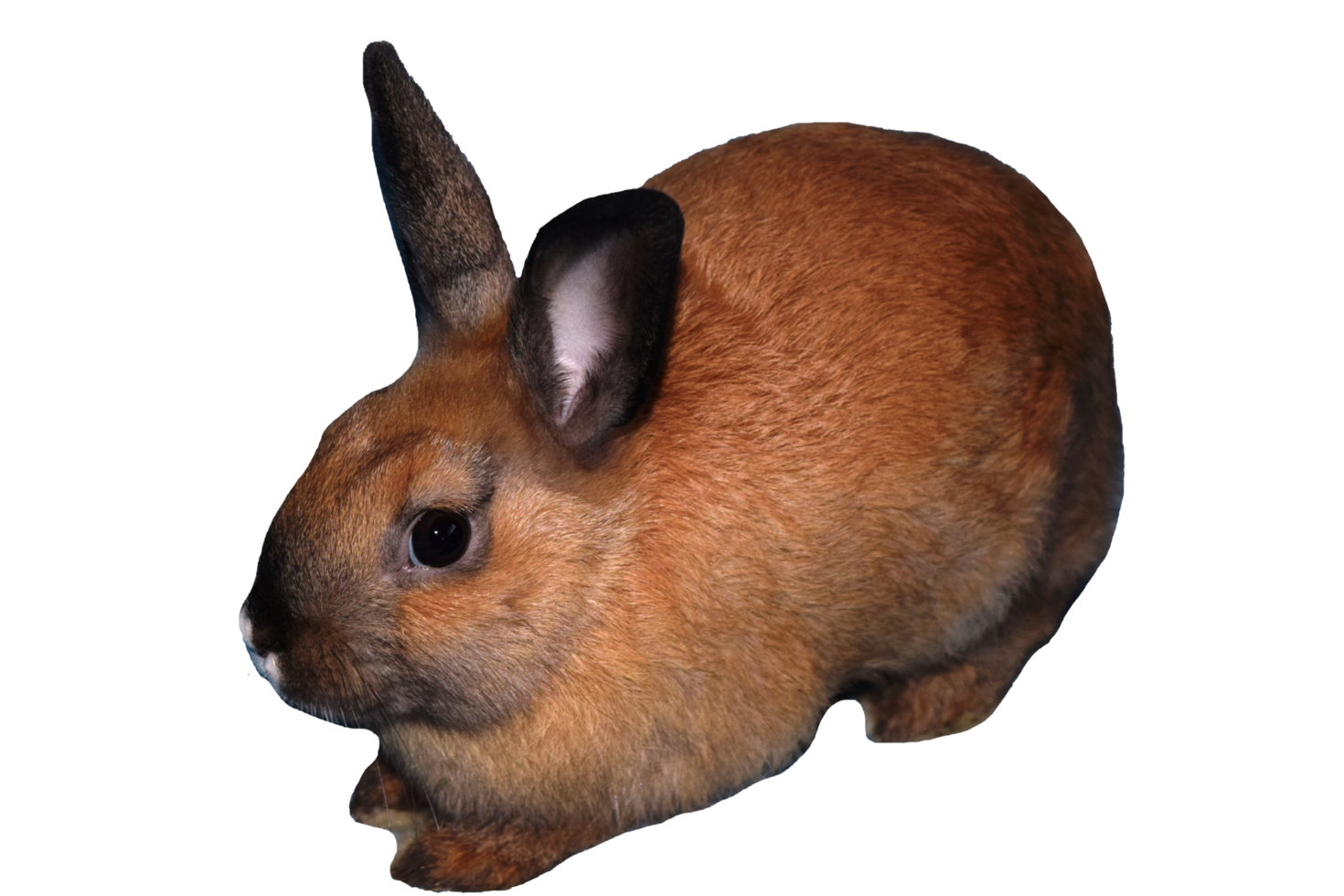 um coelho vermelho em um fundo transparente png
