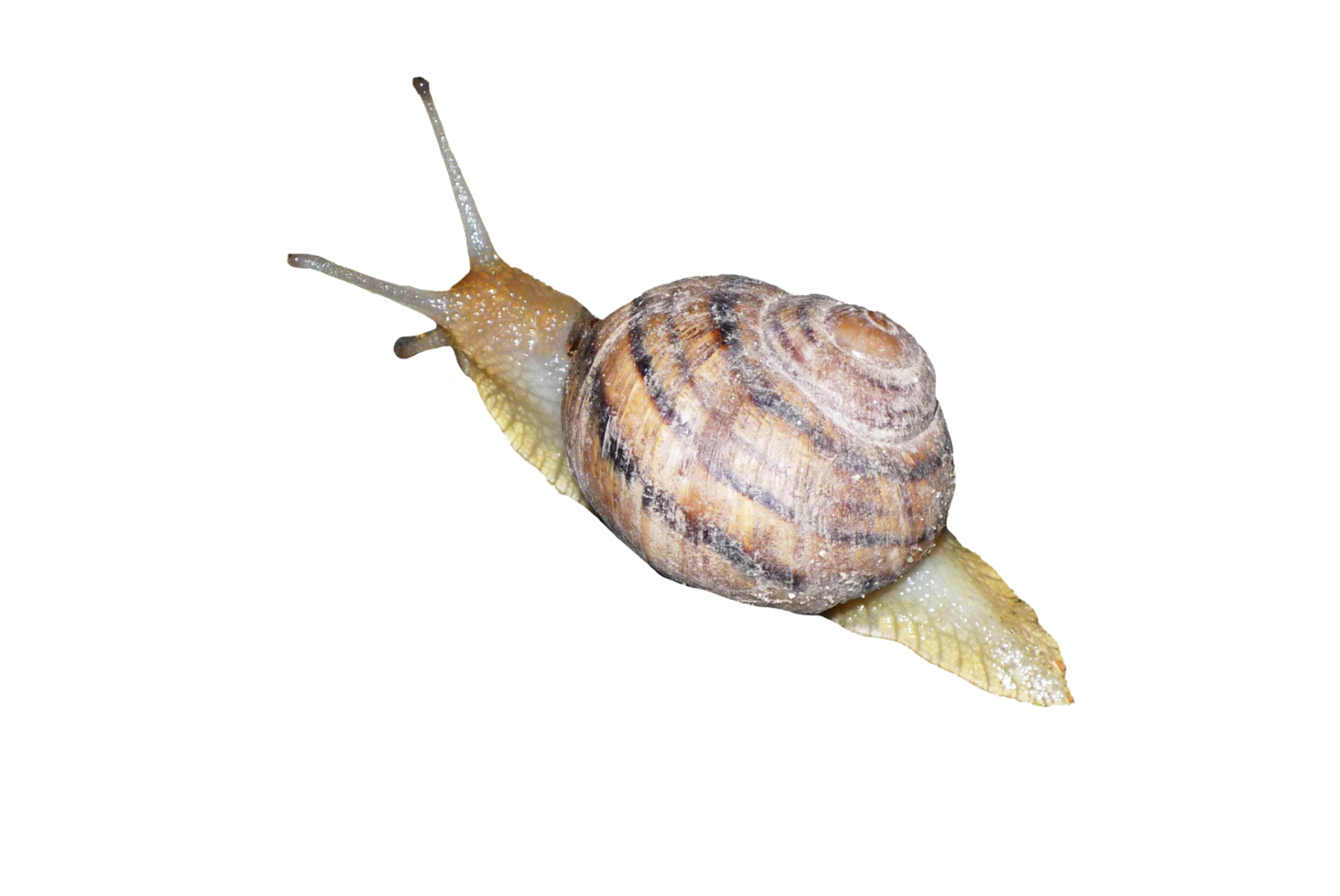 a large snail on a transparent background png