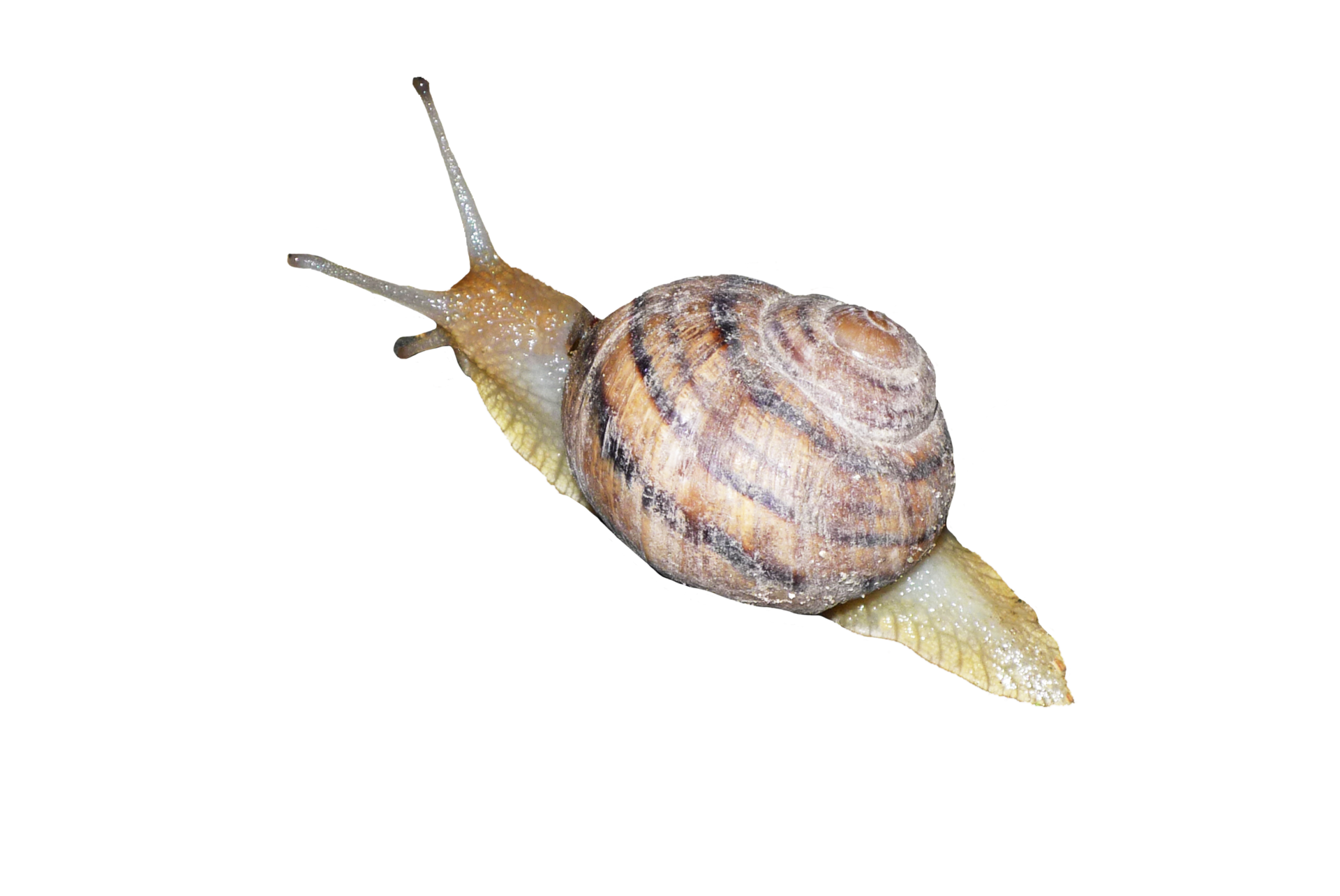 a large snail on a transparent background 13744454 PNG