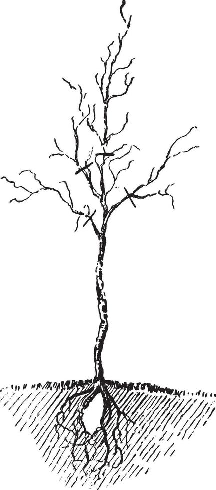 ilustración de la vendimia del árbol. vector
