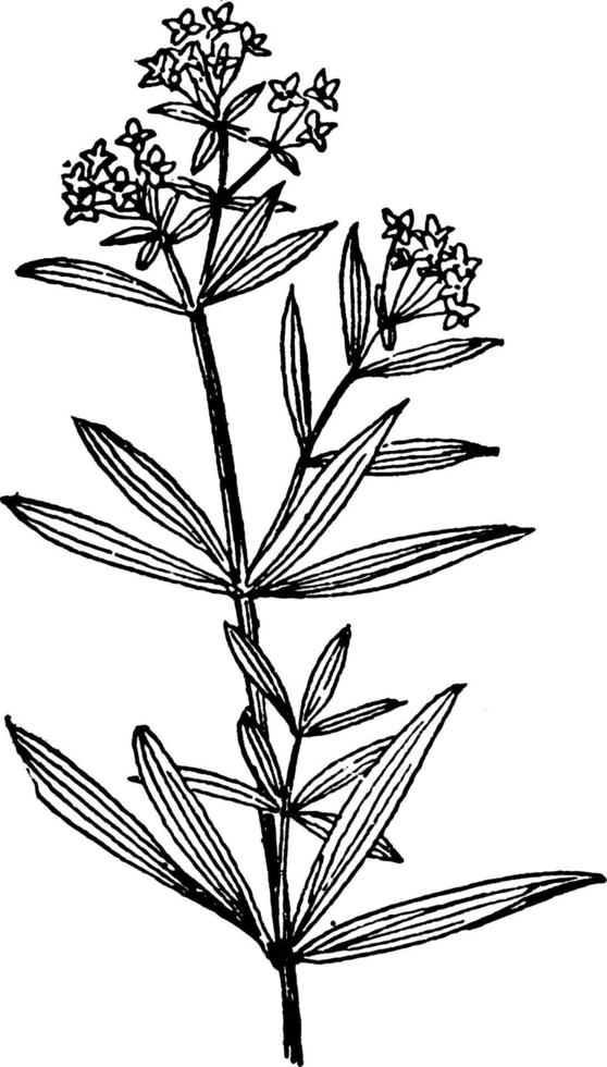 Northern Bedstraw vintage illustration. vector