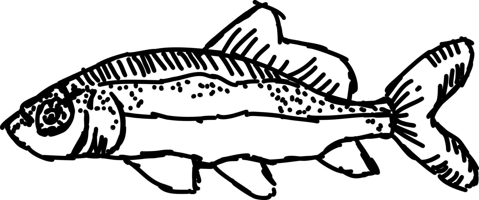 Fish sketch, illustration, vector on white background.