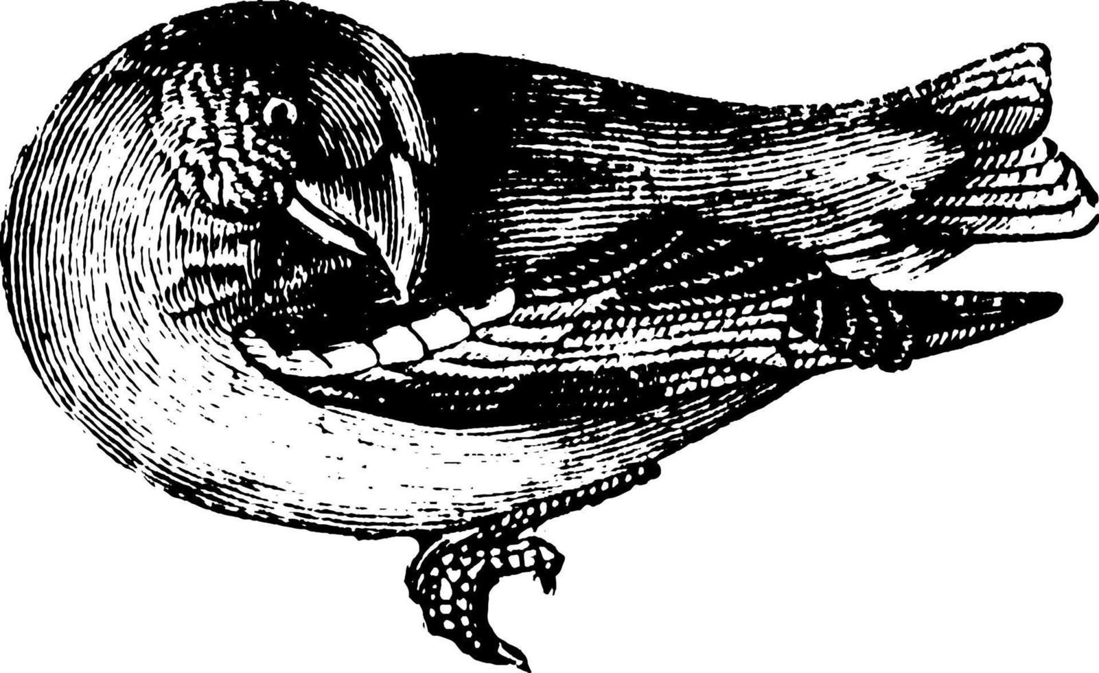 Grosbeak, vintage illustration. vector