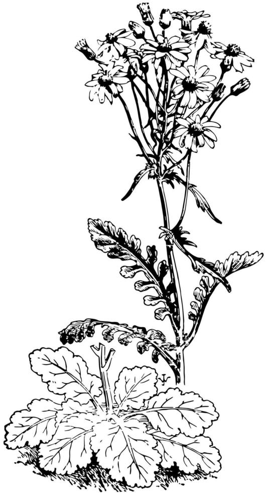 Senecio Aureus vintage illustration. vector