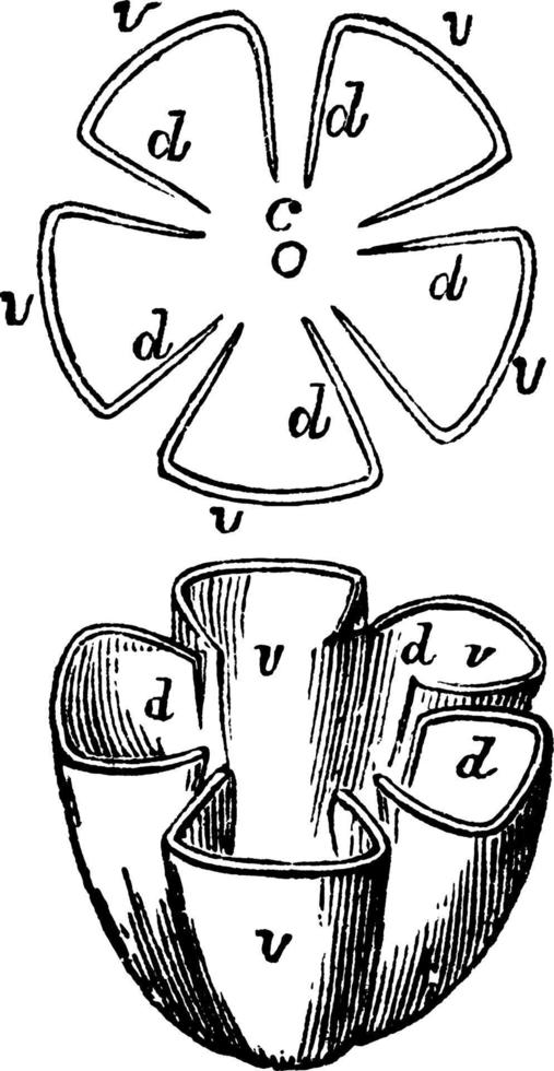 Septicidal Dehiscence vintage illustration. vector