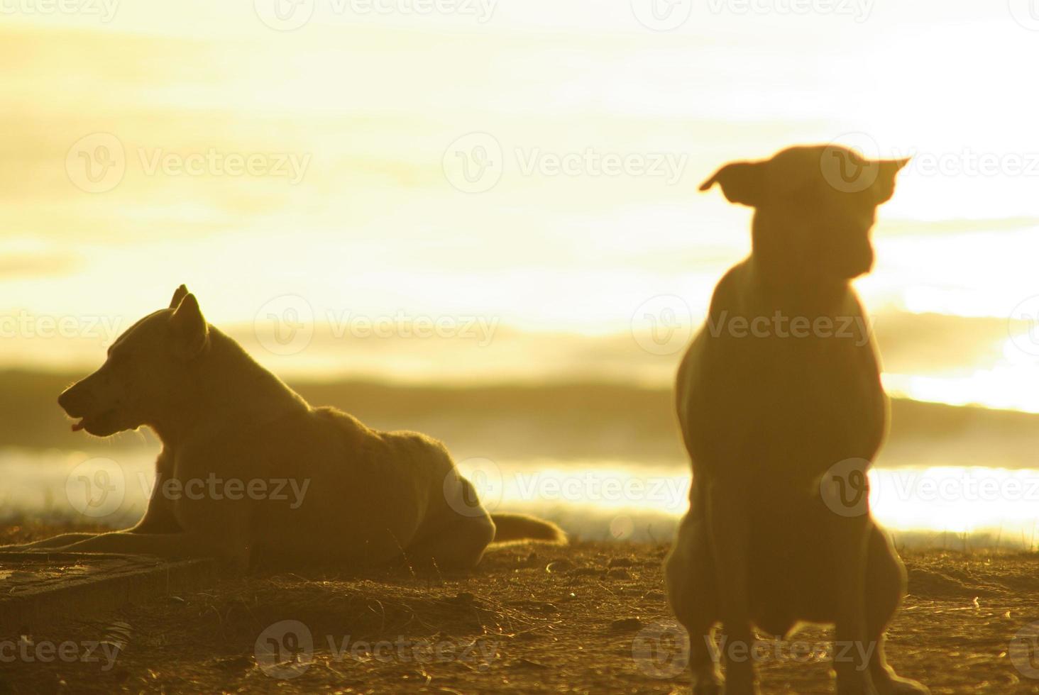 Silhouette of a dog lying on the beach and the gold light of sunset reflex on the sea surface photo