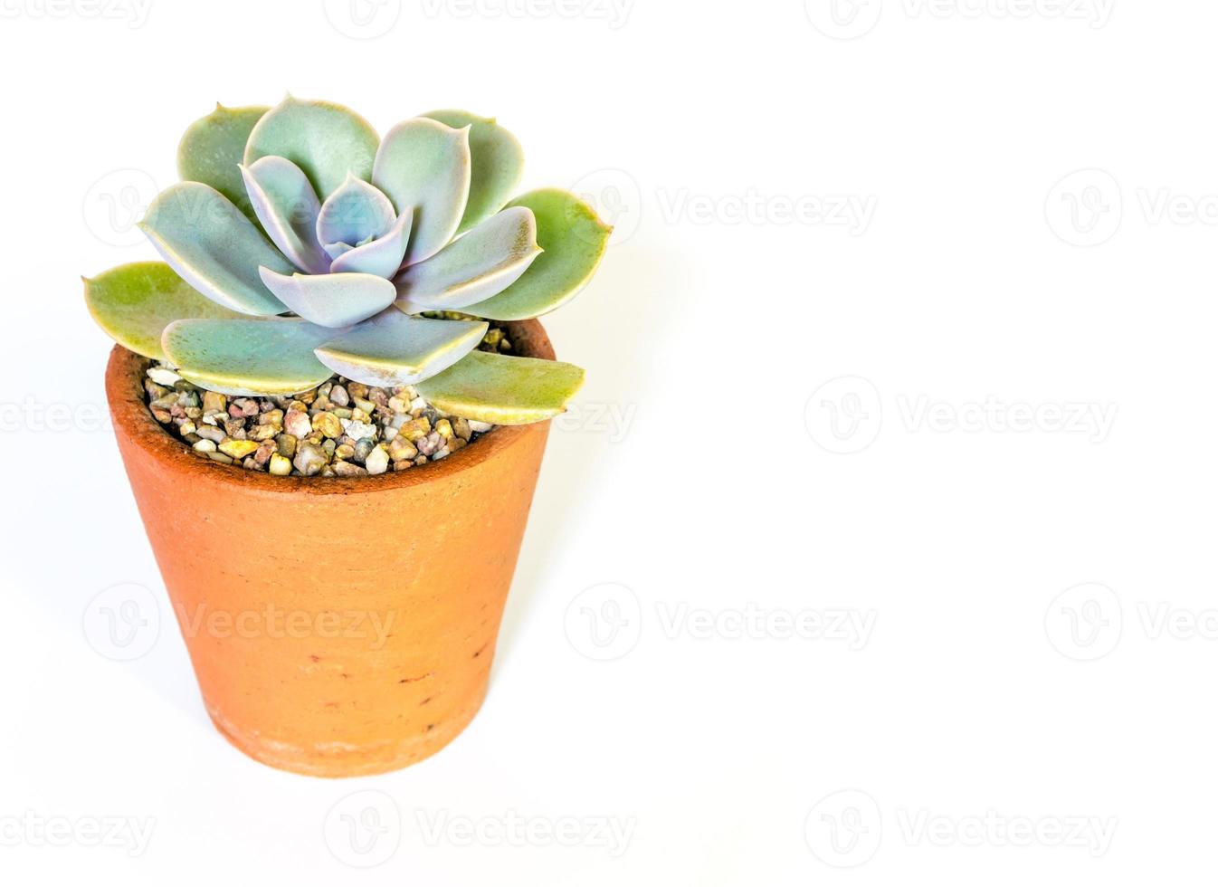 Succulent plant close-up Echeveria plant in the earthen pot photo