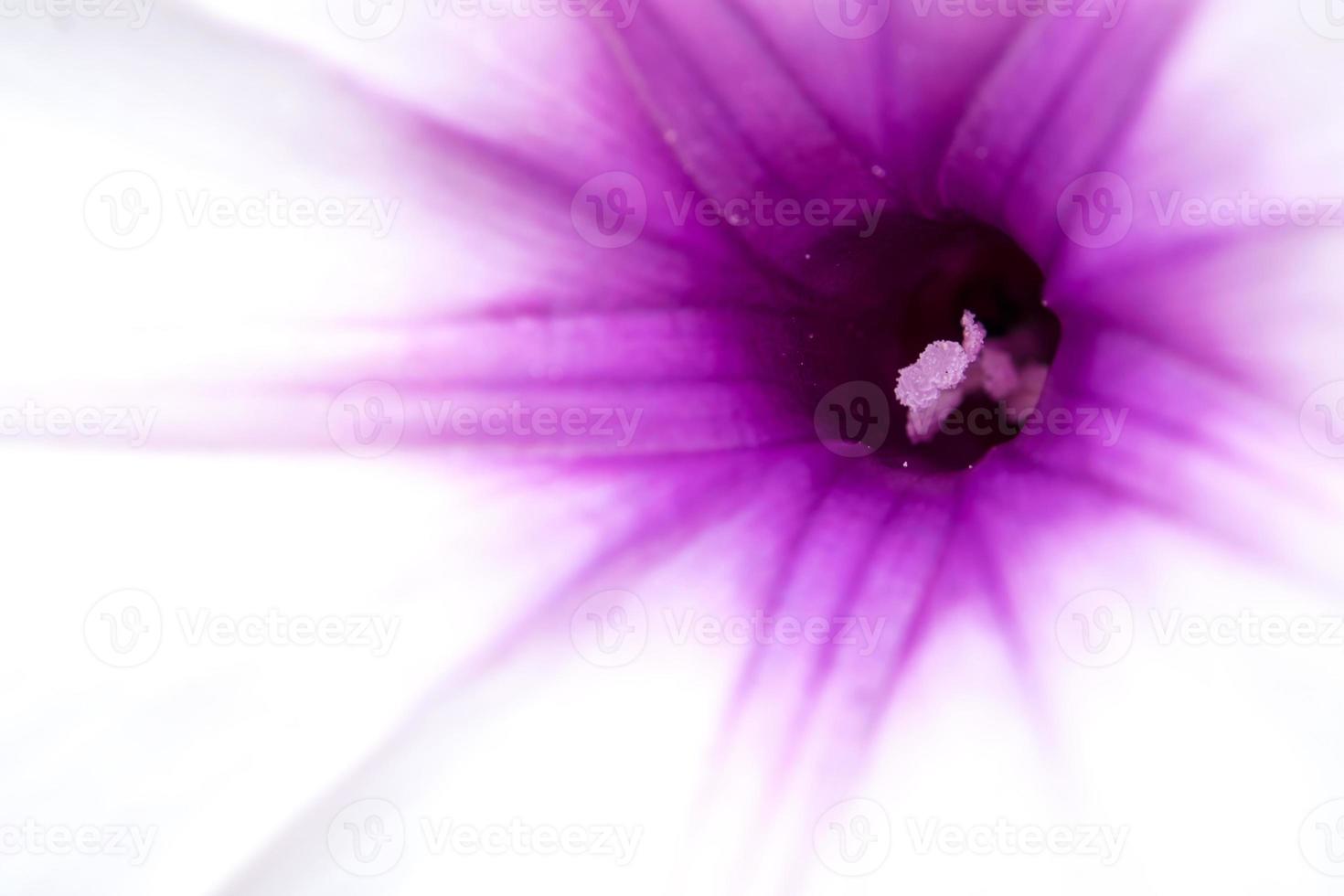 Texture detail of morning glory flower photo