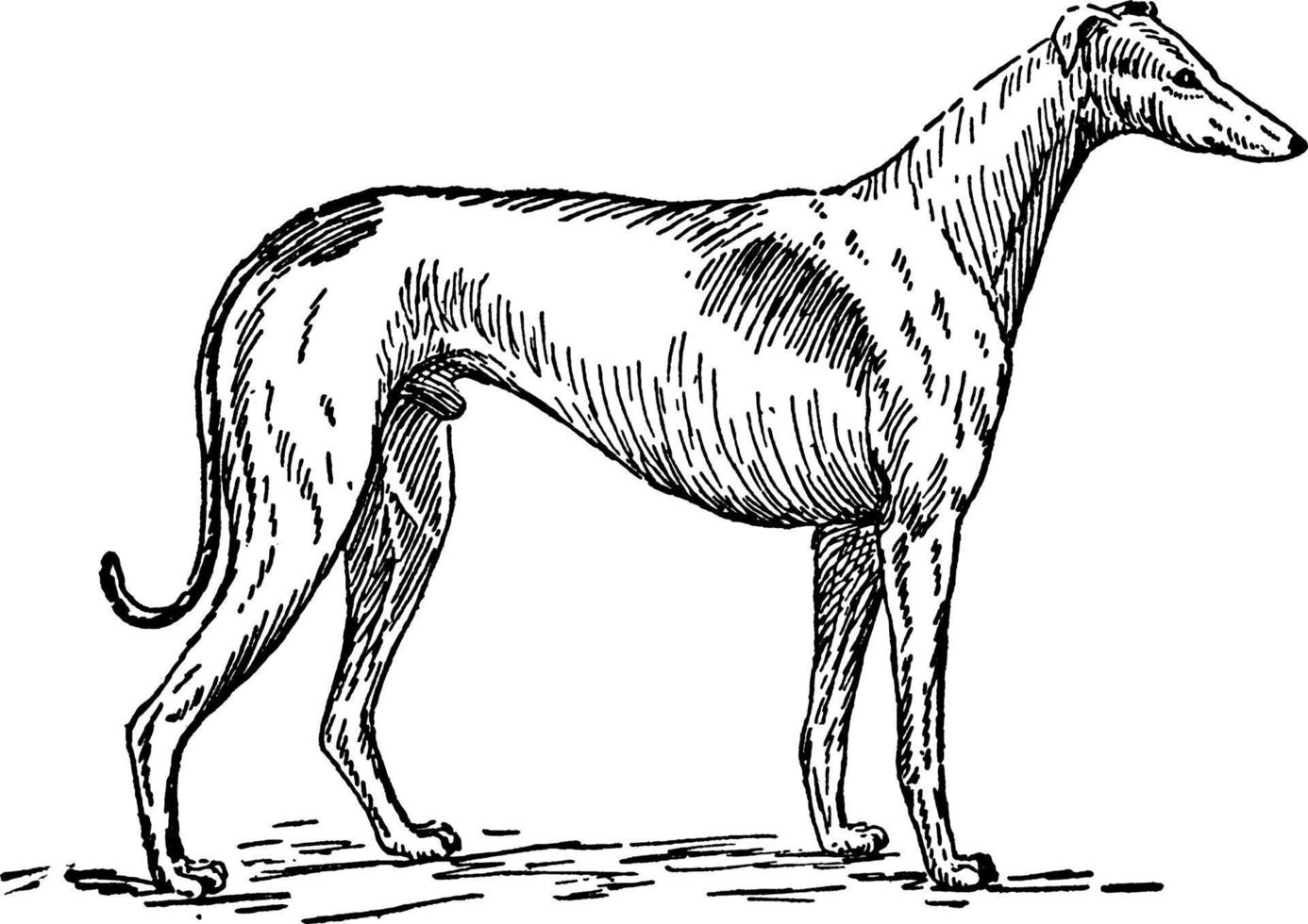 Greyhound, vintage illustration vector