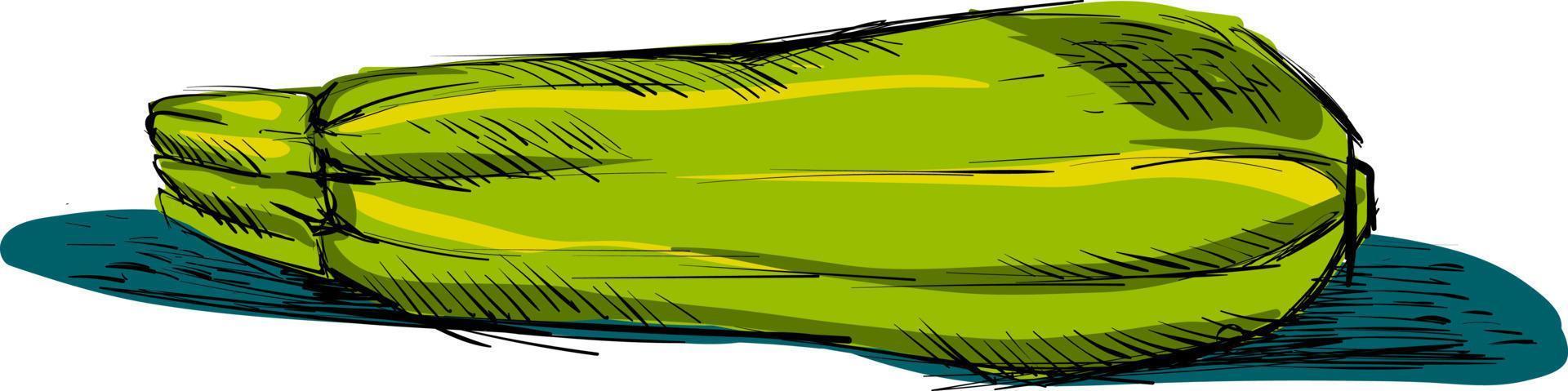 Zucchini drawing, illustration, vector on white background.