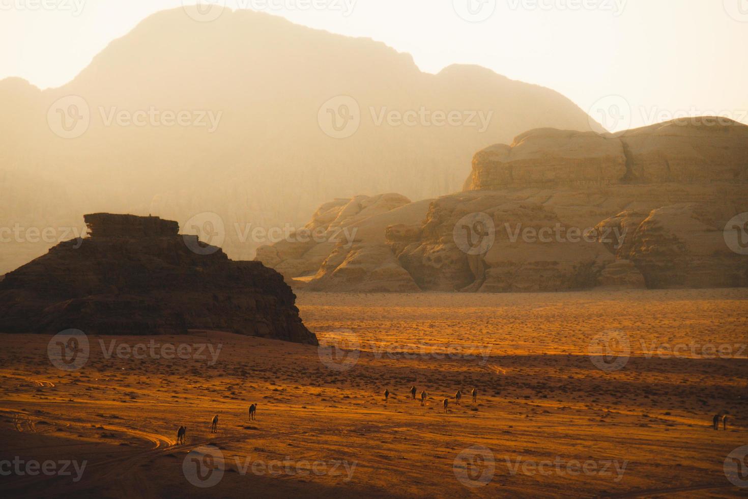 Group of adult and Baby camel with it's mum exploring Wadi Rum in Jordan photo