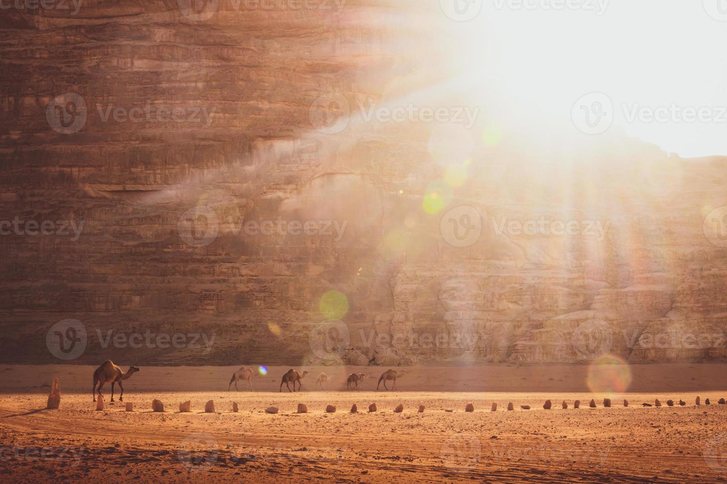 grupo de camellos adultos y bebés con su madre explorando wadi rum en jordania foto