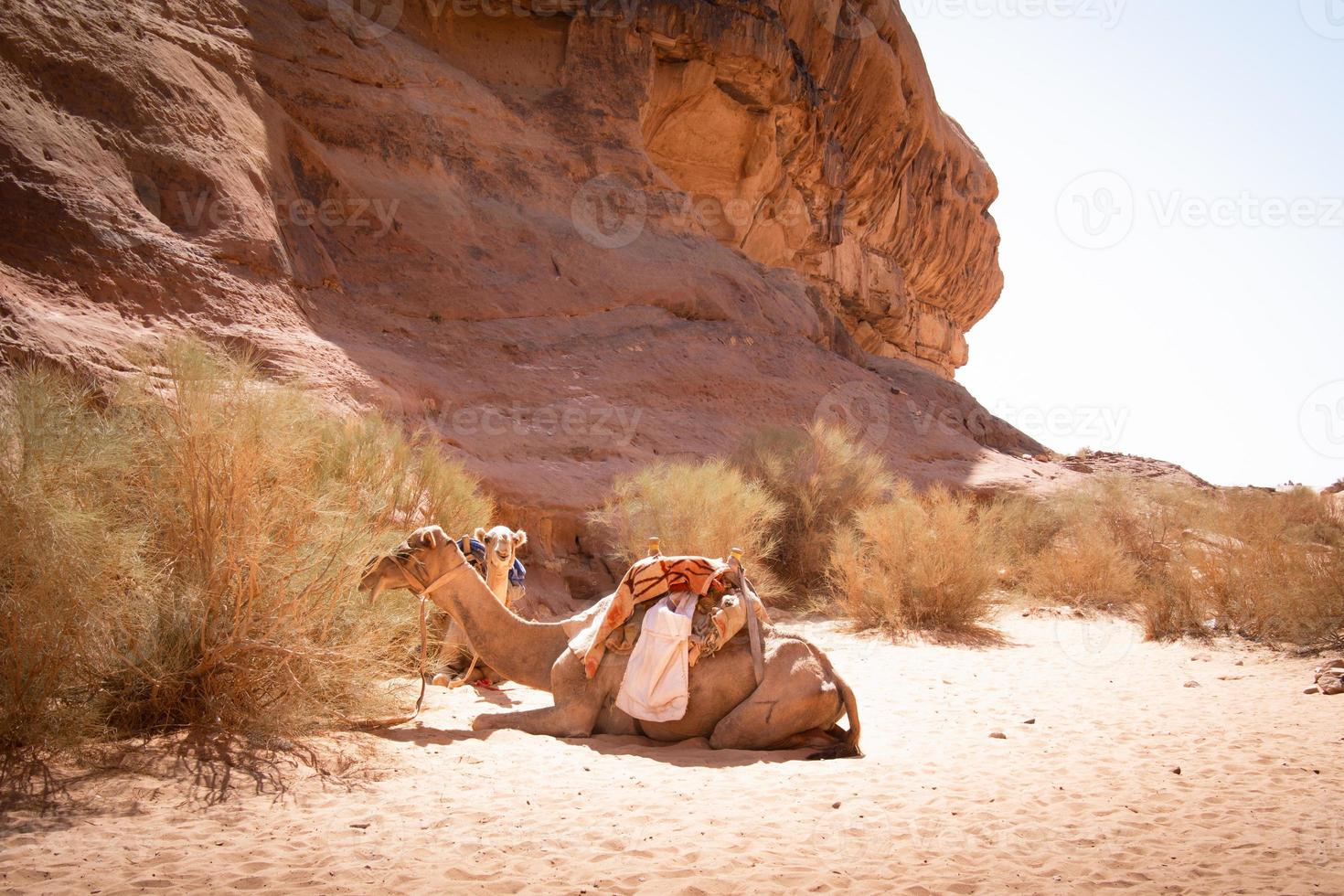 Two couple of Jordan camel rest on hot sand on landmark wait for riders in extreme heat photo