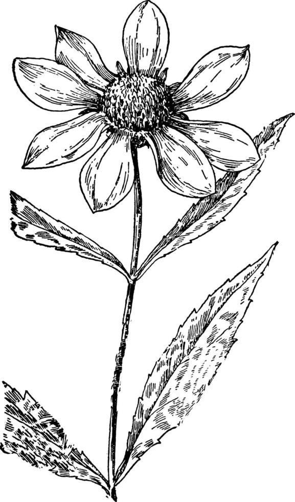 Larger Bur Marigold vintage illustration. vector