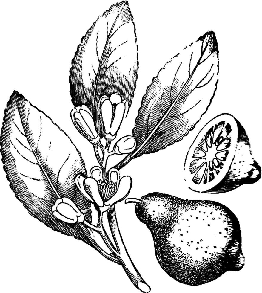 Lemon vintage illustration. vector