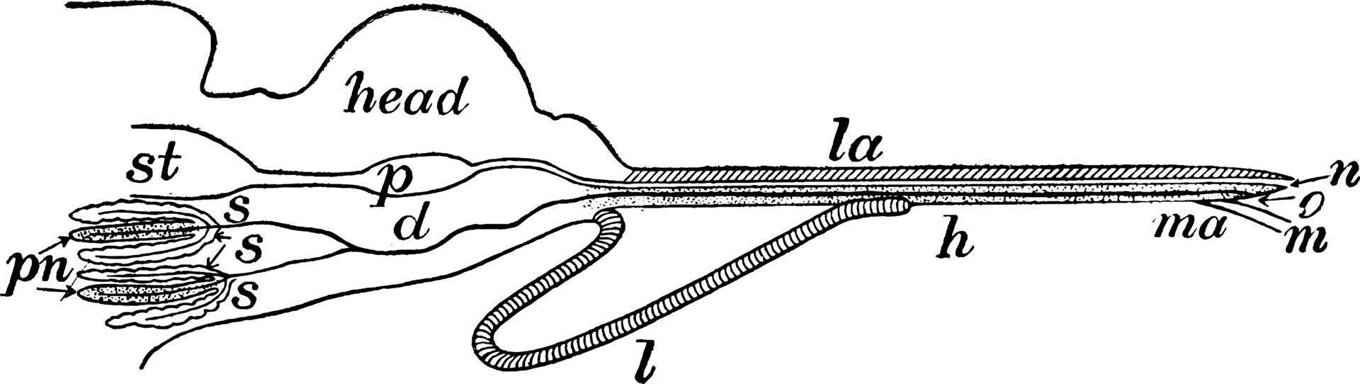 Proboscis, vintage illustration. vector