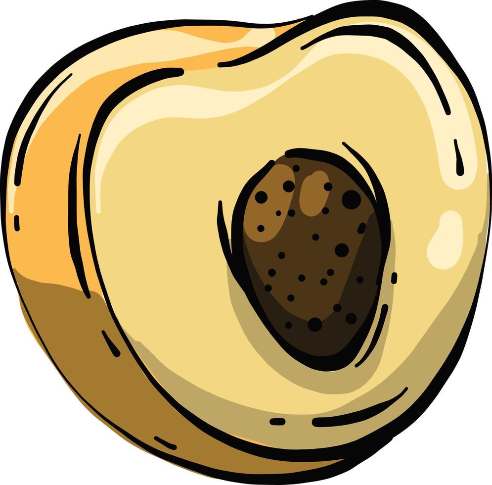 Delicious apricot, illustration, vector on a white background.