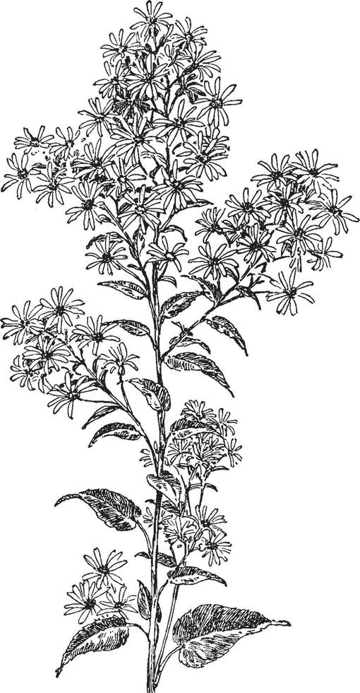 Aster Cordifolius vintage illustration. vector