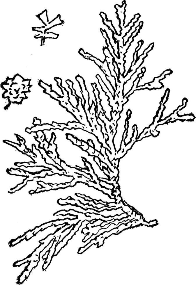 Genus Chamaecyparis, Spach. White Cedar vintage illustration. vector