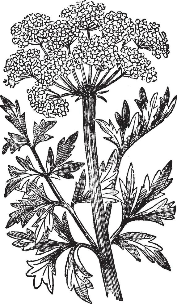 Hemlock Water Dropwort vintage illustration. vector