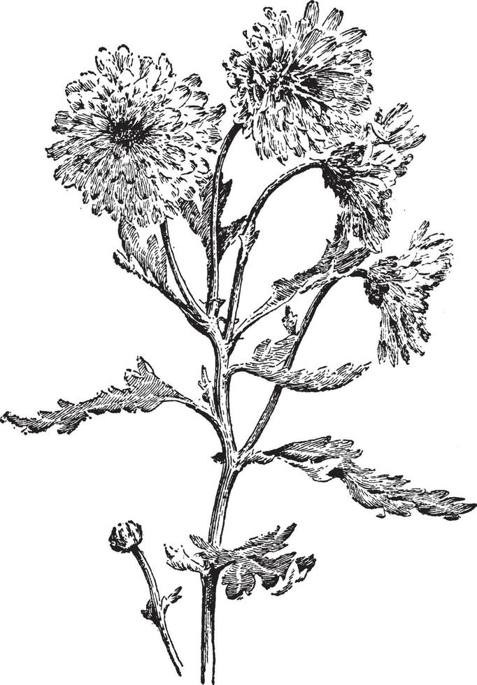 Pompon Chrysanthemum vintage illustration. vector