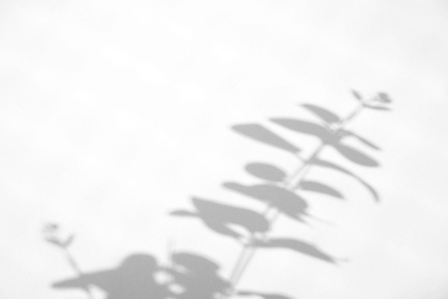 Leaves natural shadow overlay effect on white texture background, for overlay on product presentation, backdrop and mockup photo