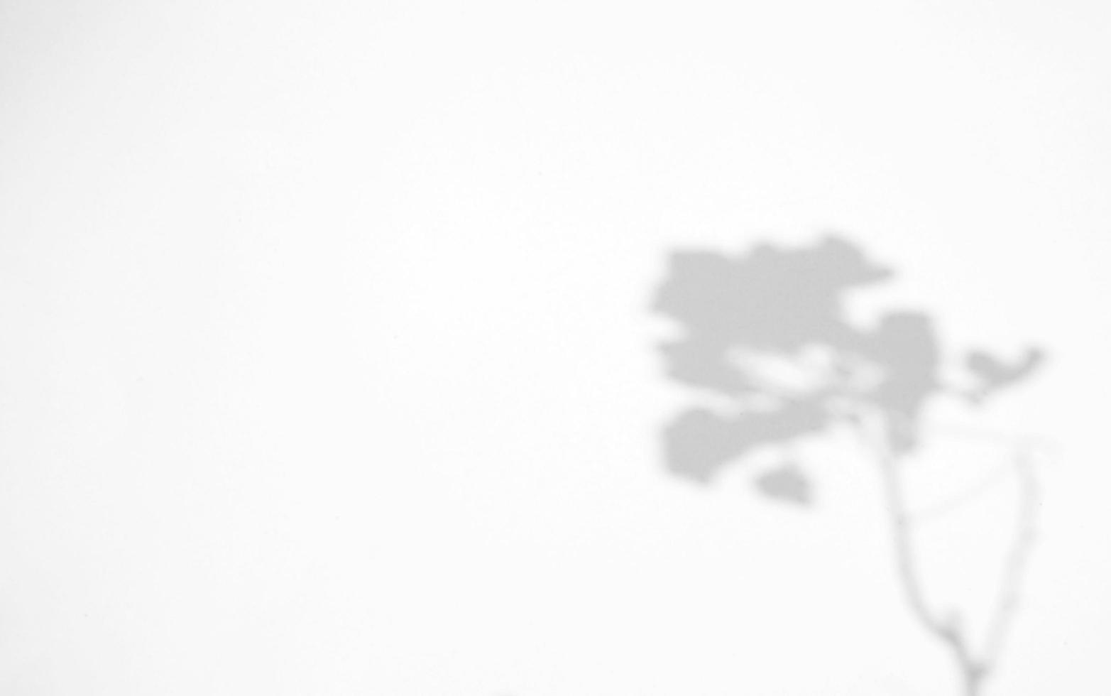 Realistic and organic leaves natural shadow overlay effect on white texture background, for overlay on product presentation, backdrop and mockup photo