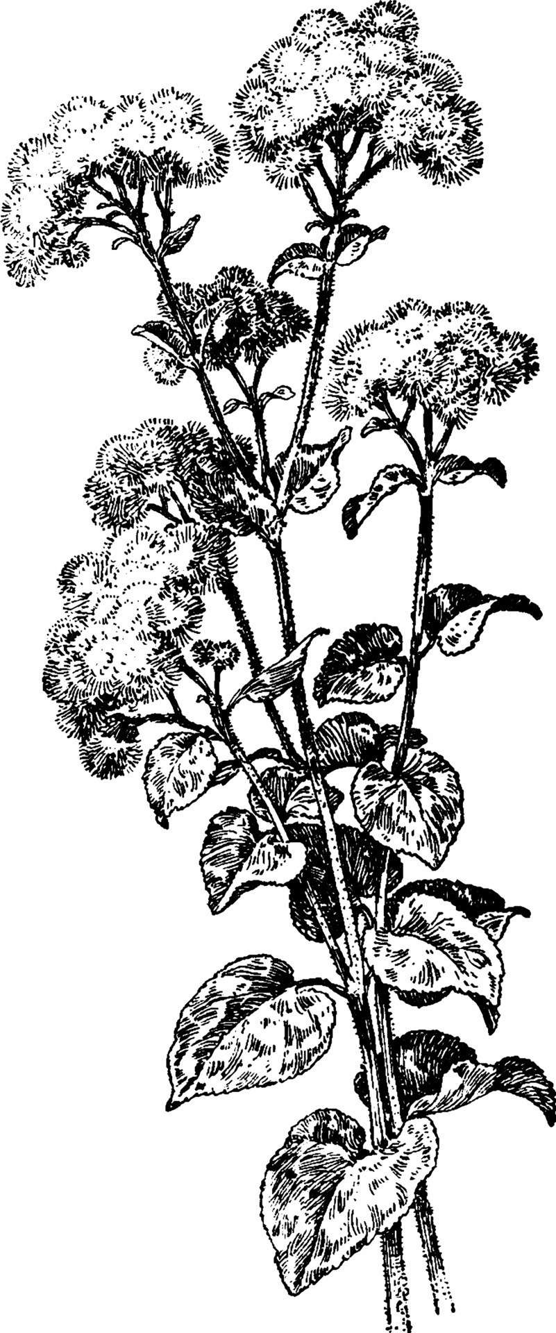 Ageratum Houstonianum vintage illustration. 13746797 Vector Art at Vecteezy