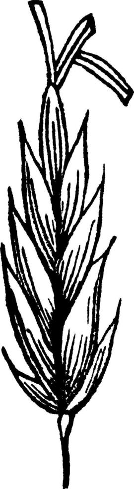 Tall Fescue Grass vintage illustration. vector