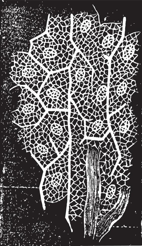 Portion of a Lobule of Liver, vintage illustration. vector