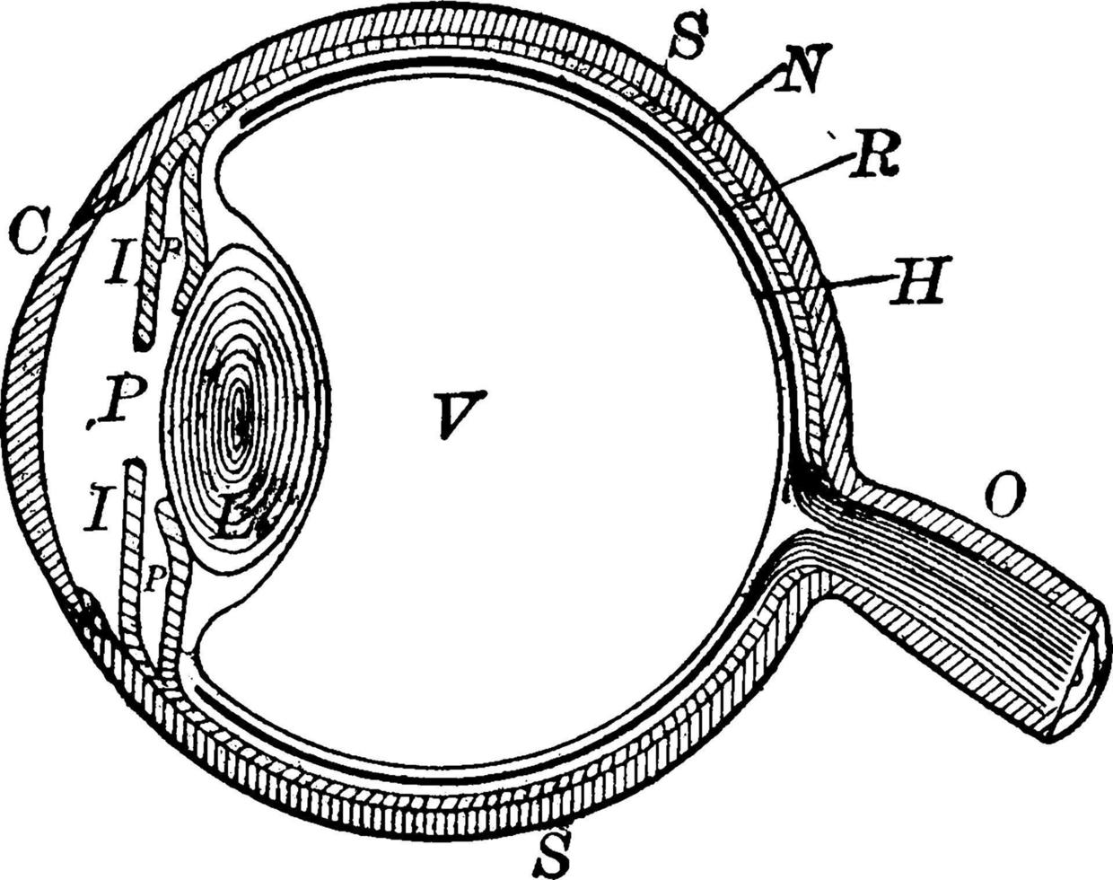 Eyeball, vintage illustration. vector