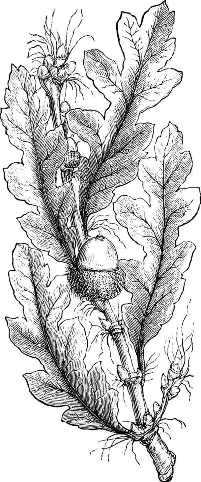 Turkey Oak with an Acorn vintage illustration. vector
