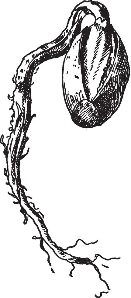 ilustración vintage de bellota. vector