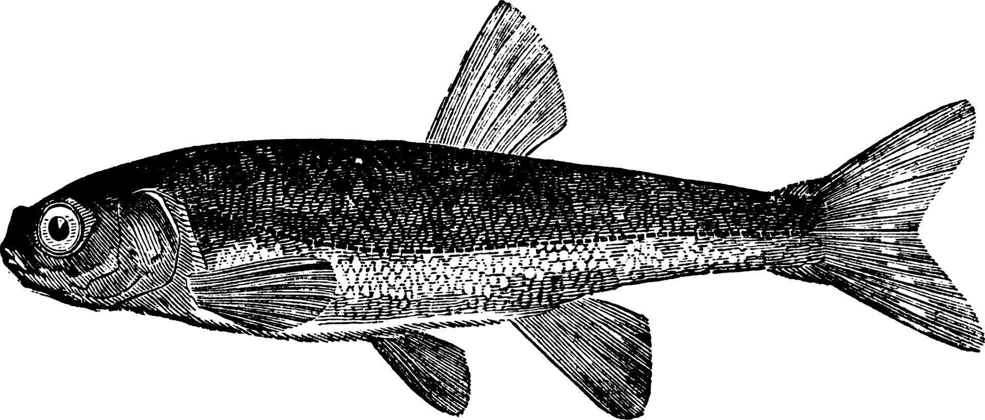 Minnow, vintage illustration. vector