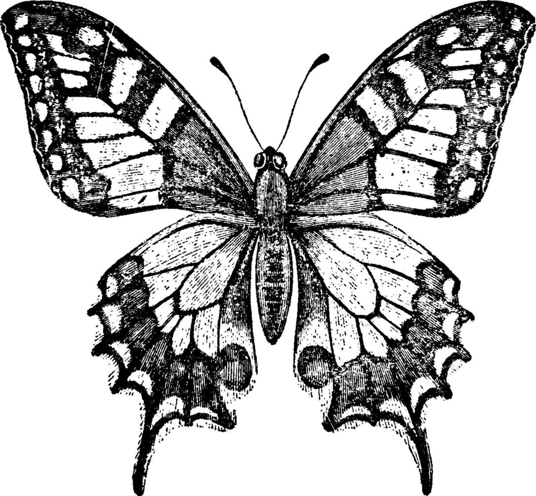 Old World Swallowtail Butterfly, vintage illustration. vector