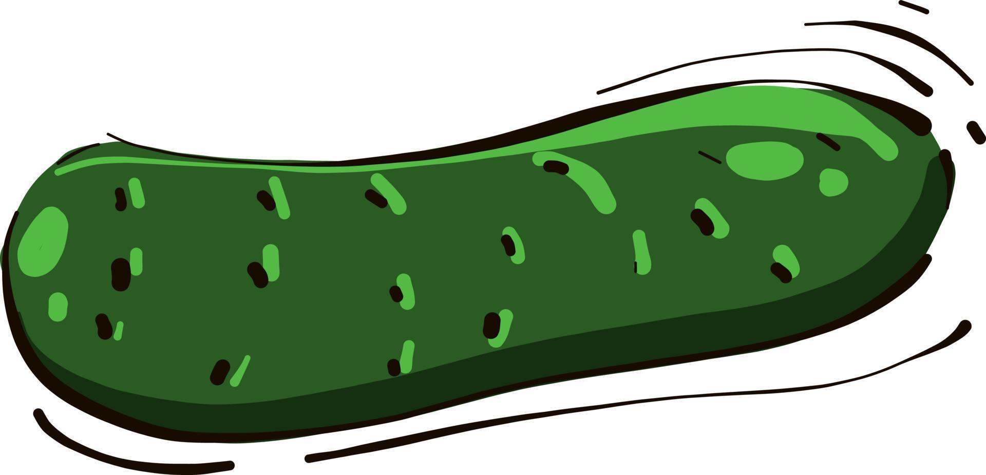 pepino verde, ilustración, vector sobre fondo blanco.