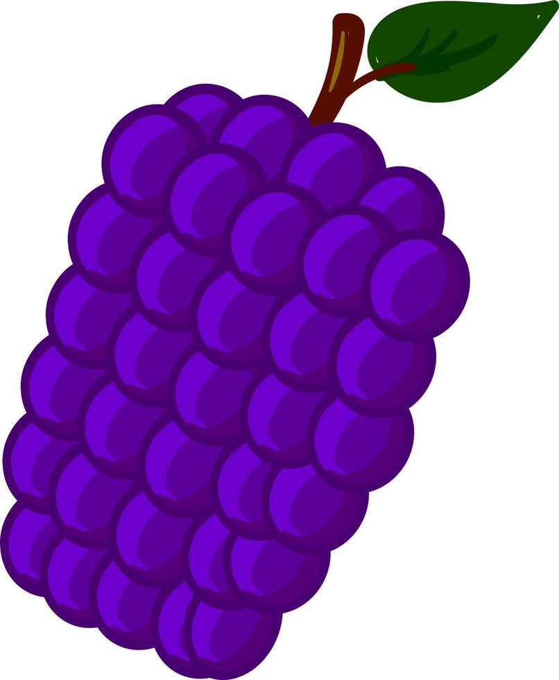 Purple mulberry, illustration, vector on a white background.