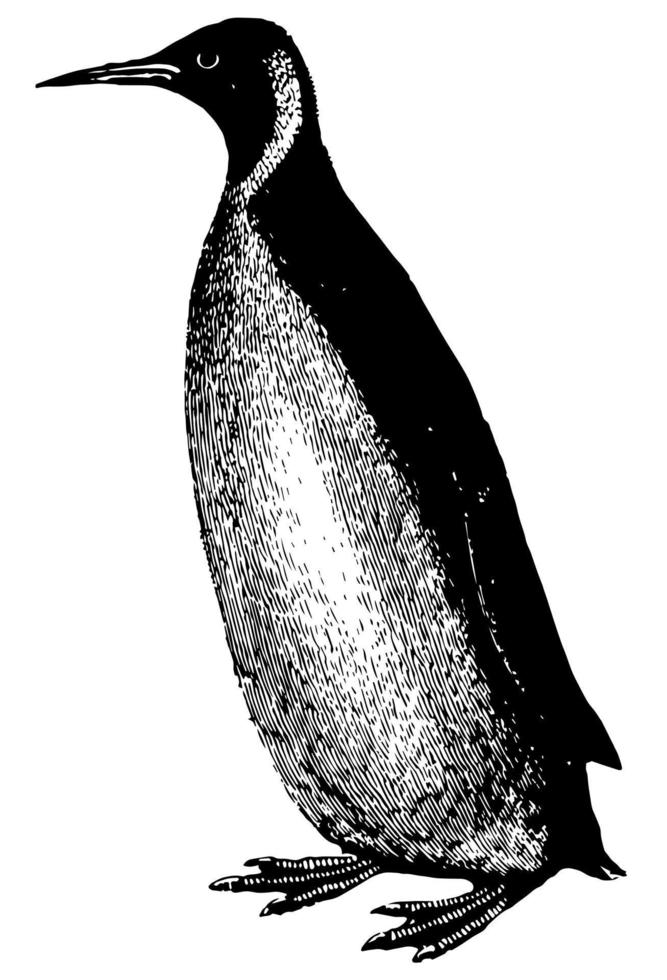 Penguin, vintage illustration. vector