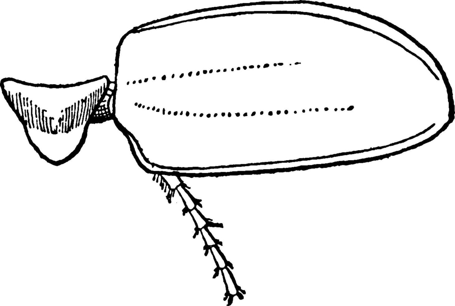 puede escarabajo mesotórax, ilustración vintage. vector