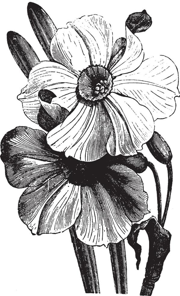 Narcissus vintage illustration. vector