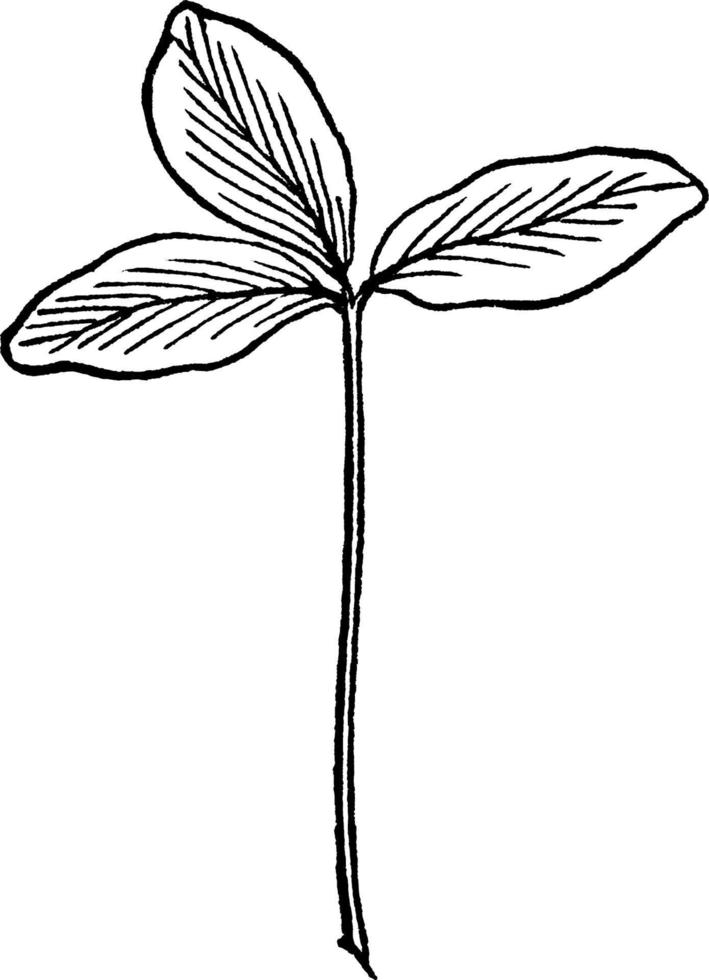 Red Clover vintage illustration. vector