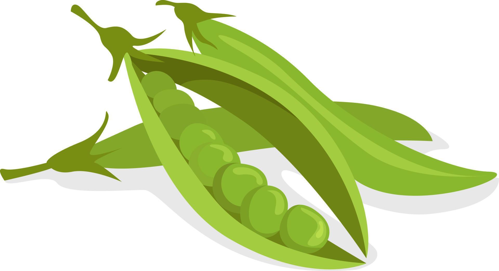 Peas beans , illustration, vector on white background 13747333 Vector