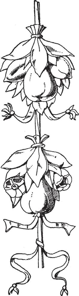Tomb of Louis XVII Cluster is a fruit Festoon design found in St. Denis, vintage engraving. vector